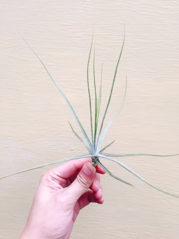 琥珀／Tillandsia schiedeana 空氣鳳梨,鳳梨花,淨化空氣,綠化,園藝,Tillandsia