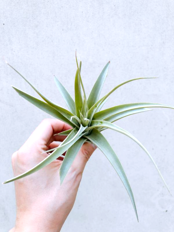 粉味／Tillandsia cereicola 空氣鳳梨，鳳梨花，淨化空氣，綠化，園藝，Tillandsia