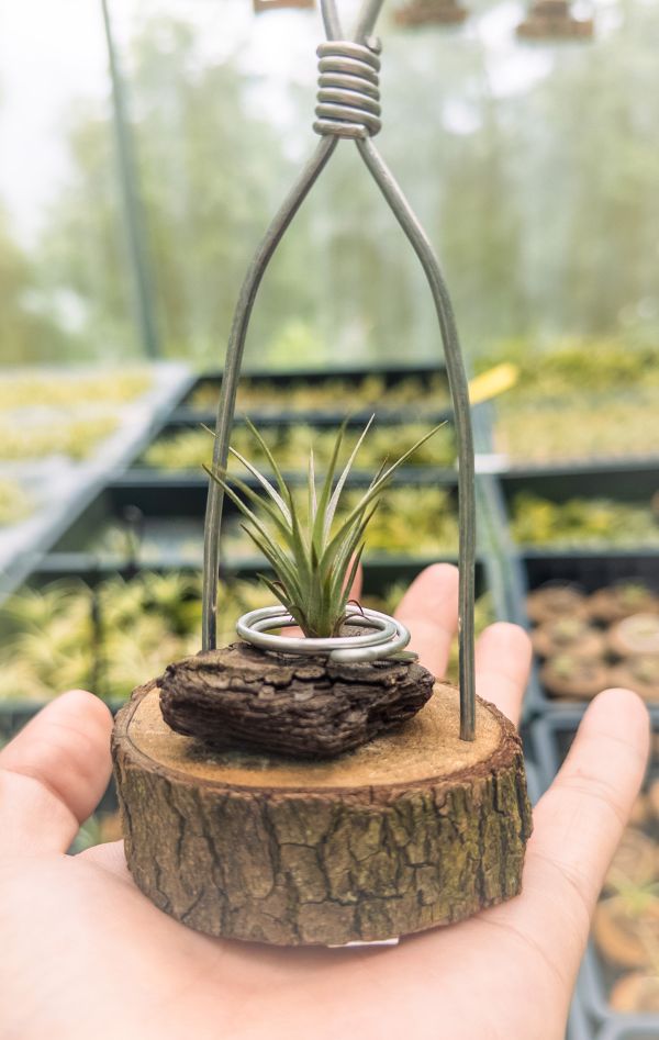 勞倫茲交海膽實生苗／Tillandsia lorentziana x fuchsii v. fuchsii 空氣鳳梨,鳳梨花,淨化空氣,綠化,園藝,Tillandsia