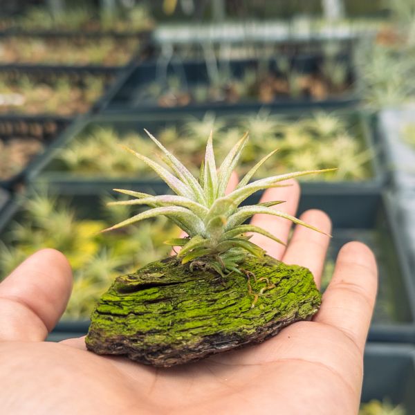 河電交醬爆實生苗／Tillandsia (ehlersiana x streptophylla) x 'Jumbo' 空氣鳳梨,鳳梨花,淨化空氣,綠化,園藝,Tillandsia
