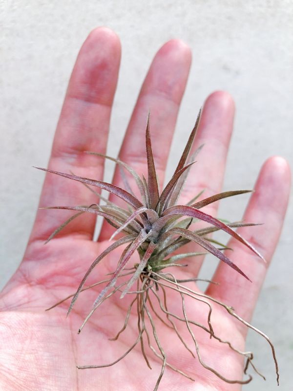 小-紅粗皮交種／Tillandsia schatzlii Red X 空氣鳳梨，鳳梨花，淨化空氣，綠化，園藝，Tillandsia