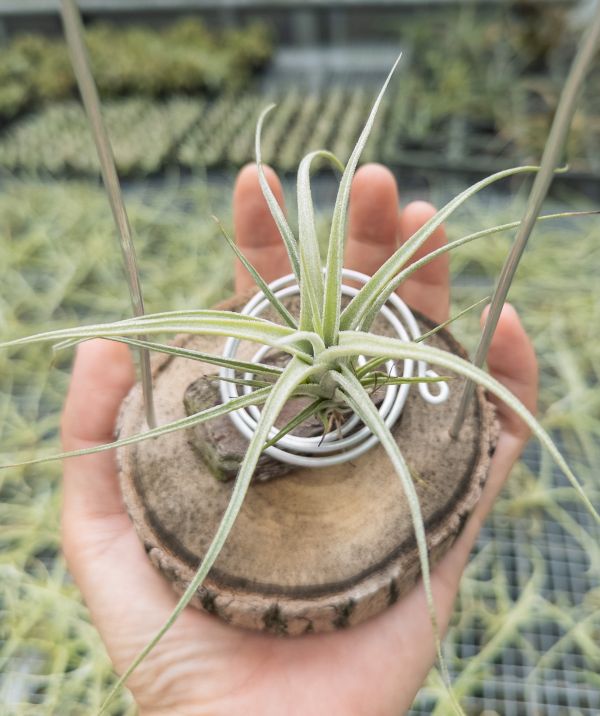 勞倫茲交犀牛實生苗／Tillandsia lorentziana x seleriana 空氣鳳梨,鳳梨花,淨化空氣,綠化,園藝,Tillandsia
