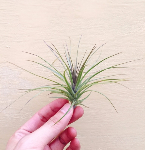 密林紫水晶／Tillandsia tenuifolia ‘Purple Bush’ 空氣鳳梨，鳳梨花，淨化空氣，綠化，園藝，Tillandsia