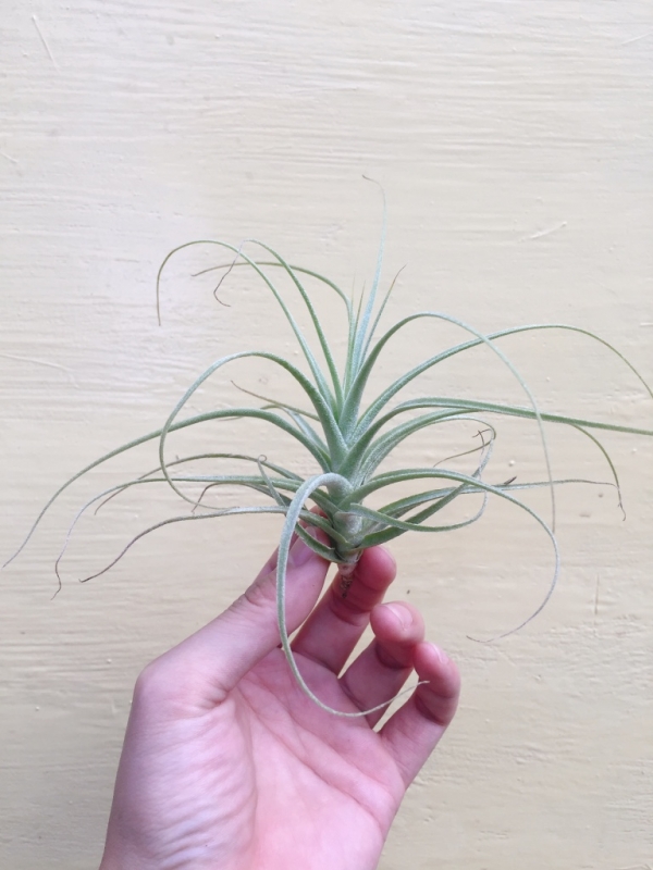 中-彗星BUSH／Tillandsia straminea Bush 空氣鳳梨，鳳梨花，淨化空氣，綠化，園藝，Tillandsia