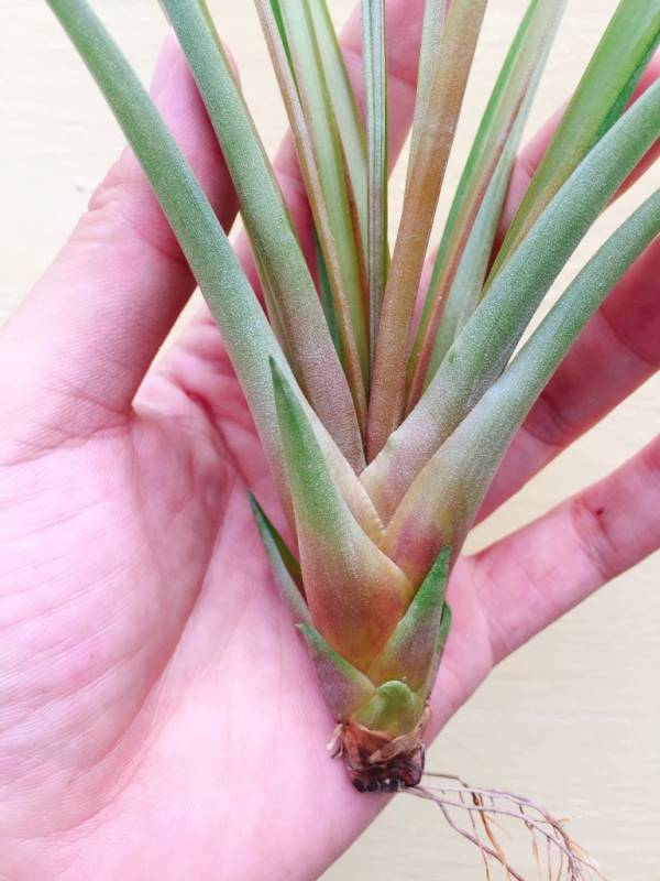 紅珊瑚／Tillandsia chlorophylla 空氣鳳梨，鳳梨花，淨化空氣，綠化，園藝，Tillandsia