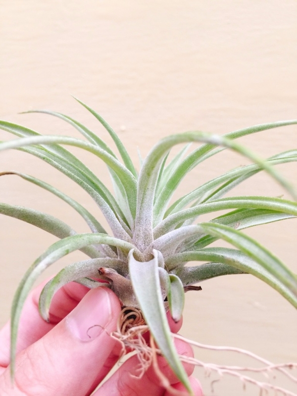 飛牛緹娜／Tillandsia velutina 空氣鳳梨，鳳梨花，淨化空氣，綠化，園藝，Tillandsia