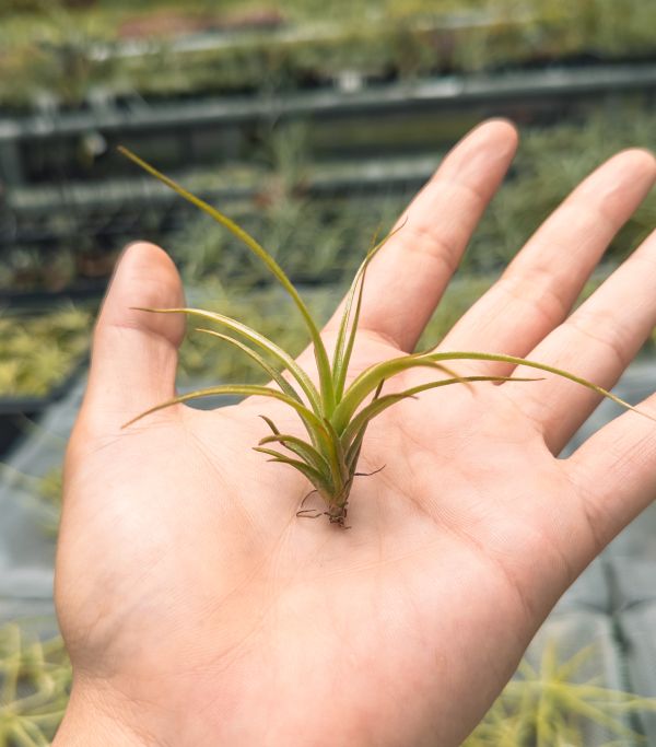 勞倫茲交迷你電捲實生苗／Tillandsia lorentziana x diguetii 空氣鳳梨,鳳梨花,淨化空氣,綠化,園藝,Tillandsia