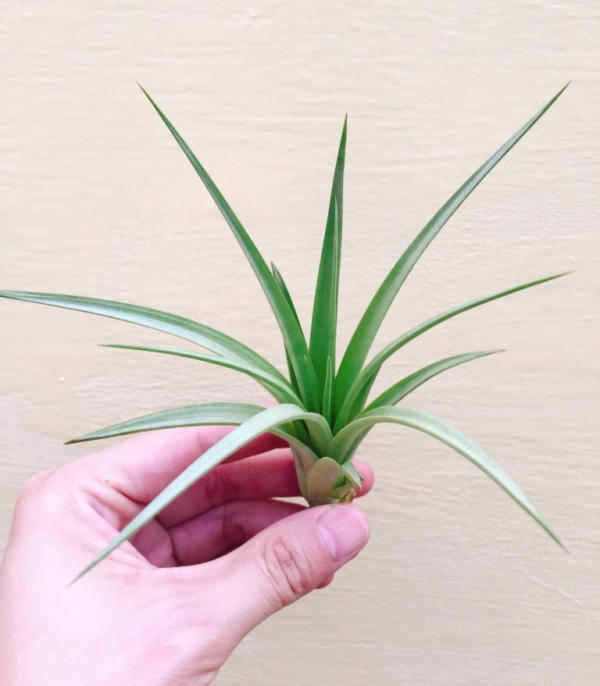 掌上花／Tillandsia vernicosa ‘Tall’ 空氣鳳梨，鳳梨花，淨化空氣，綠化，園藝，Tillandsia