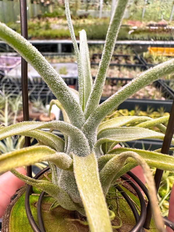 墨電交犀牛實生苗／Tillandsia streptophylla 'Mexico' x seleriana 空氣鳳梨,鳳梨花,淨化空氣,綠化,園藝,Tillandsia