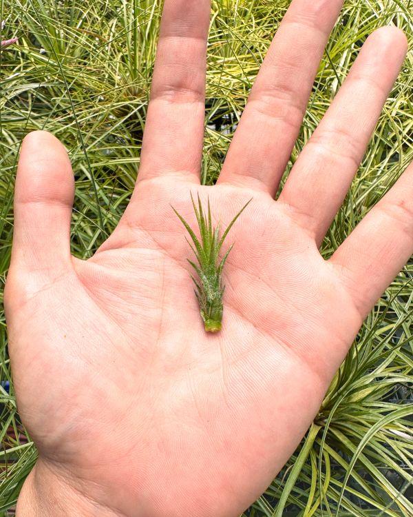 泰．小狐尾交電捲／Tillandsia funckiana x streptophylla 空氣鳳梨,鳳梨花,淨化空氣,綠化,園藝,Tillandsia