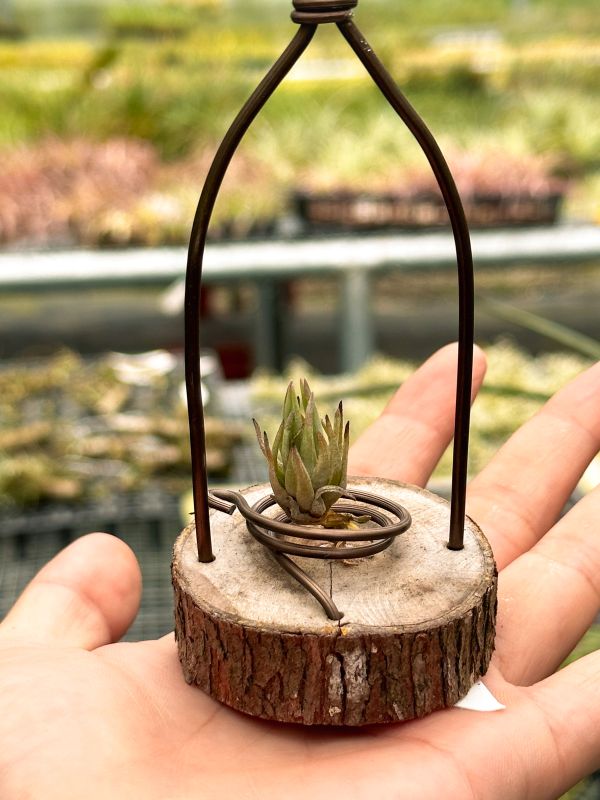 白蓮花／Stigmatodon croceanus 空氣鳳梨,鳳梨花,淨化空氣,綠化,園藝,Tillandsia