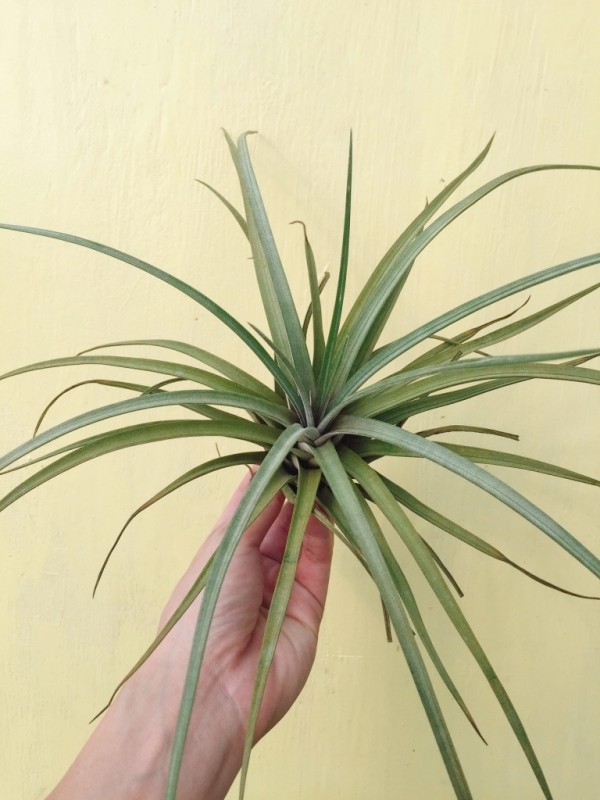 柏金／Tillandsia carrilloi 空氣鳳梨，鳳梨花，淨化空氣，綠化，園藝，Tillandsia