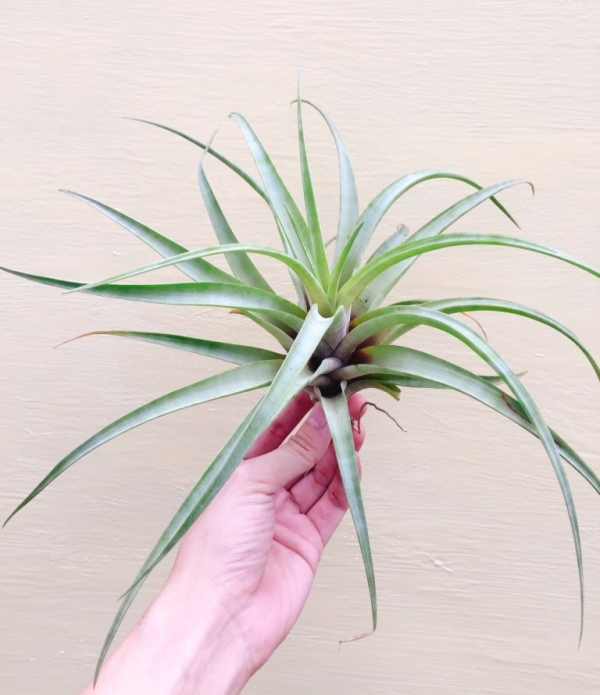 大-花梗芽旋風木柄鳳／Tillandsia flexuosa 'Vivipara' 空氣鳳梨,鳳梨花,淨化空氣,綠化,園藝,Tillandsia