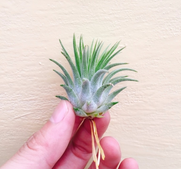厄瓜多小精靈／Tillandsia ionantha 'Ecuador' 空氣鳳梨,鳳梨花,淨化空氣,綠化,園藝,Tillandsia