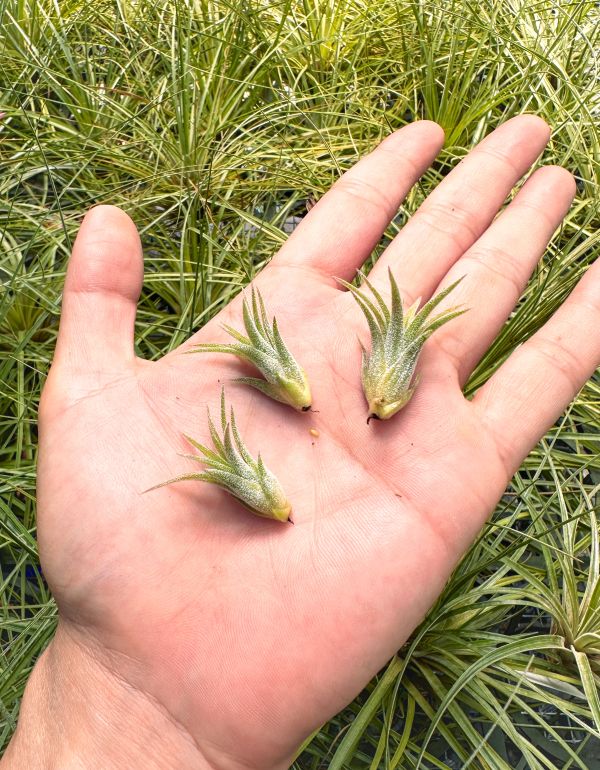 小精靈交普拉薩／Tillandsia ionantha x prascheckii 空氣鳳梨,鳳梨花,淨化空氣,綠化,園藝,Tillandsia