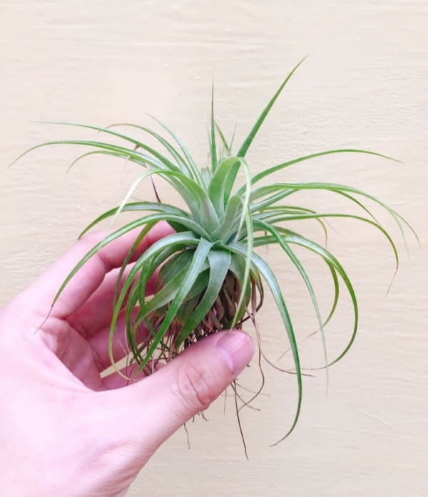 綠薄紗／Tillandsia geminiflora 空氣鳳梨,鳳梨花,淨化空氣,綠化,園藝,Tillandsia