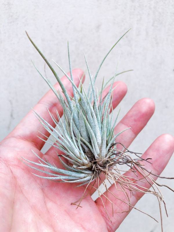 叢生-尤利(刺蝟)／Tillandsia utriculata v Prengelii 空氣鳳梨,鳳梨花,淨化空氣,綠化,園藝,Tillandsia