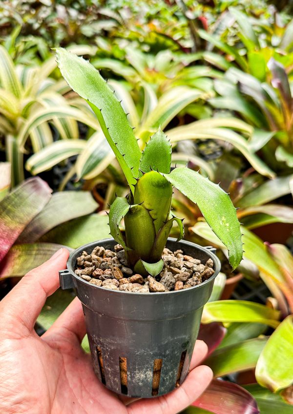 梅立諾／Aechmea melinonii 積水鳳梨,鳳梨花