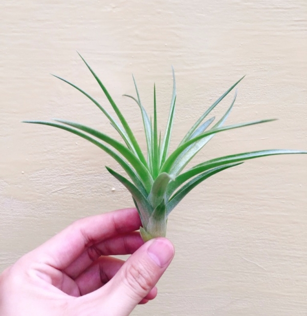 綠薄紗x銀月／Tillandsia geminiflora x recurvifolia 空氣鳳梨，鳳梨花，淨化空氣，綠化，園藝，Tillandsia