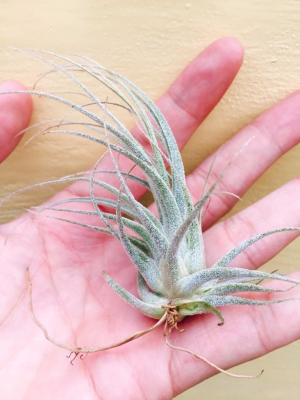 河豚／Tillandsia ehlersiana 空氣鳳梨,鳳梨花,淨化空氣,綠化,園藝,Tillandsia