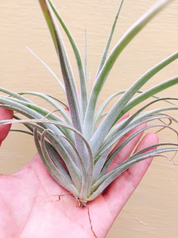 波莉亞/Tillandsia pohliana 空氣鳳梨,鳳梨花,淨化空氣,綠化,園藝,Tillandsia