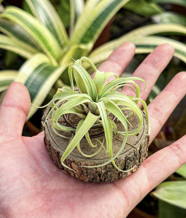 紅卡比交墨西哥電捲／Tillandsia capitata 'Rubra' x streptophylla 'Mexico' 空氣鳳梨,鳳梨花,淨化空氣,綠化,園藝,Tillandsia