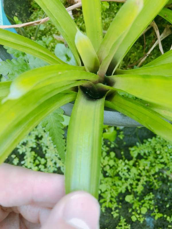 Aechmea gamosepala var. 積水鳳梨，鳳梨花