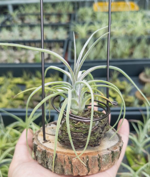 (#2柳葉型)柳電交小章實生苗／Tillandsia (balbisiana x streptophylla) x seleriana 空氣鳳梨,鳳梨花,淨化空氣,綠化,園藝,Tillandsia