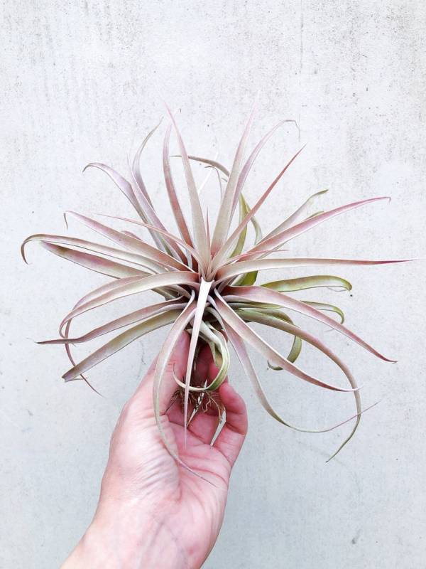 卡比他他'RIO HONDO'／Tillandsia capitata 'Rio Hondo' 空氣鳳梨，鳳梨花，淨化空氣，綠化，園藝，Tillandsia