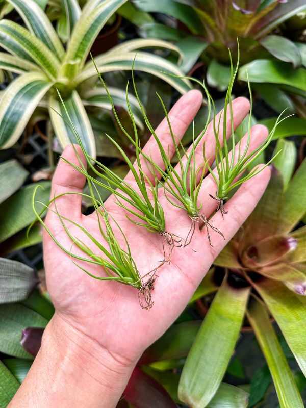 貝里斯章魚交長卷葉霸王／Tillandsia bulbosa 'Belize' x xerographica 'Long Leaf' 空氣鳳梨,鳳梨花,淨化空氣,綠化,園藝,Tillandsia