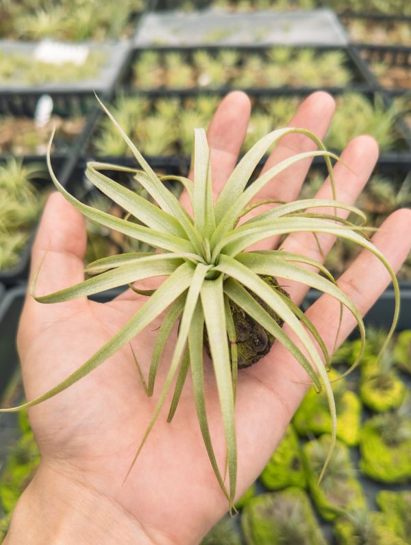 貝可力空可樂交噴泉實生苗／Tillandsia (brachycaulos x concolor) x exserta 空氣鳳梨,鳳梨花,淨化空氣,綠化,園藝,Tillandsia