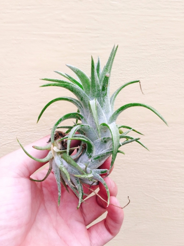 長莖小精靈／Tillandsia ionantha var. van-hyningii 空氣鳳梨,鳳梨花,淨化空氣,綠化,園藝,Tillandsia