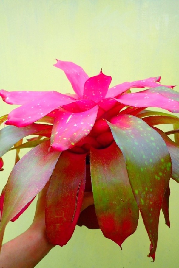 粉彩寶藏／Neoregelia Treasure Chest 積水鳳梨，鳳梨花