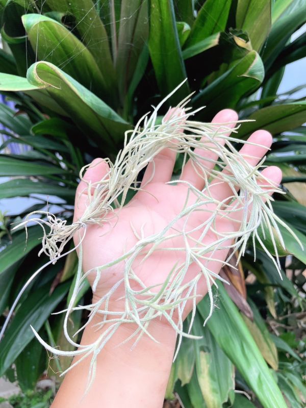 粗麵條松蘿／Tillandsia usneoides 