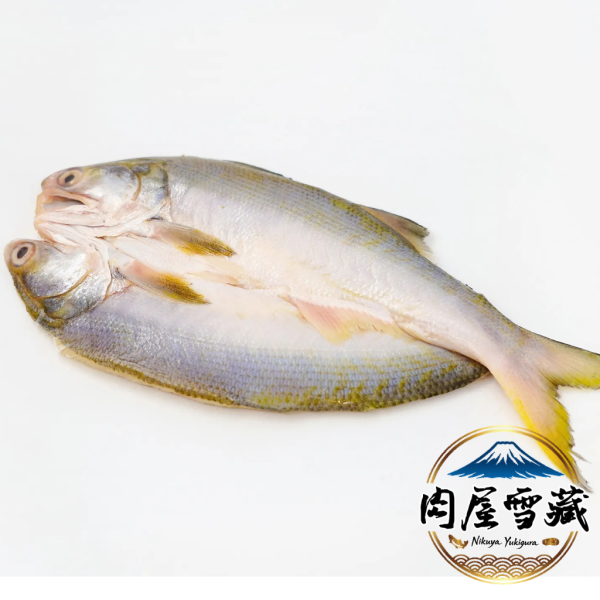 【肉屋雪藏】午仔魚一夜干(XL)) 肉屋雪藏, 午仔魚一夜干推薦, 午仔魚料理, 氣炸鍋魚料理, 冷凍魚宅配, 台灣好魚, 一夜干哪裡買, 最大規格午仔魚, 真空包裝海鮮