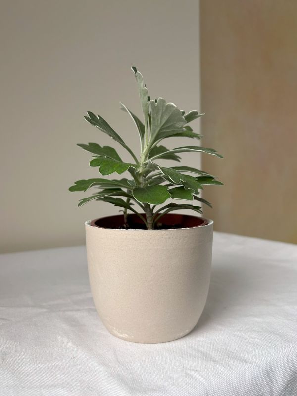 梯形圓 (3吋) 手作,水泥,盆器,植栽,多肉,植物,觀葉,塊根,蕨類,盆栽,居家裝飾,水泥盆器