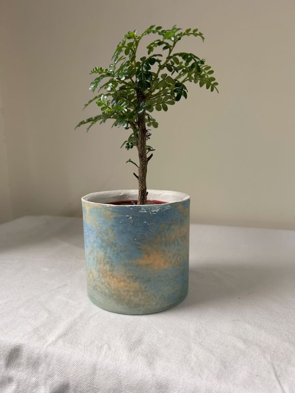 圓形B 手作,水泥,盆器,植栽,多肉,植物,觀葉,塊根,蕨類,盆栽,居家裝飾