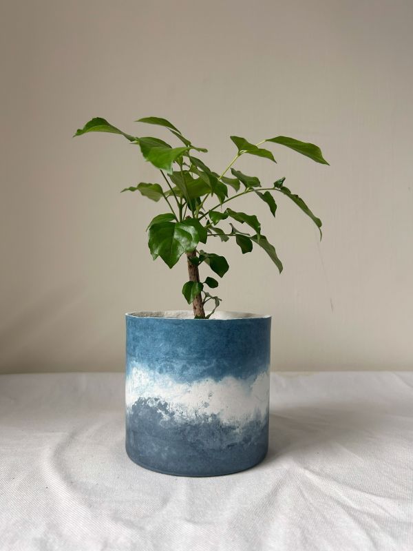 圓形B 手作,水泥,盆器,植栽,多肉,植物,觀葉,塊根,蕨類,盆栽,居家裝飾