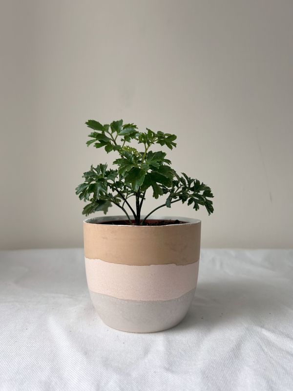 梯形圓 (3吋) 手作,水泥,盆器,植栽,多肉,植物,觀葉,塊根,蕨類,盆栽,居家裝飾