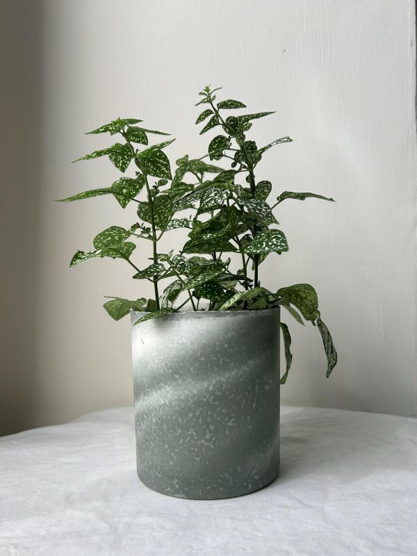 圓形D 手作,水泥,盆器,植栽,多肉,植物,觀葉,塊根,蕨類,盆栽,居家裝飾