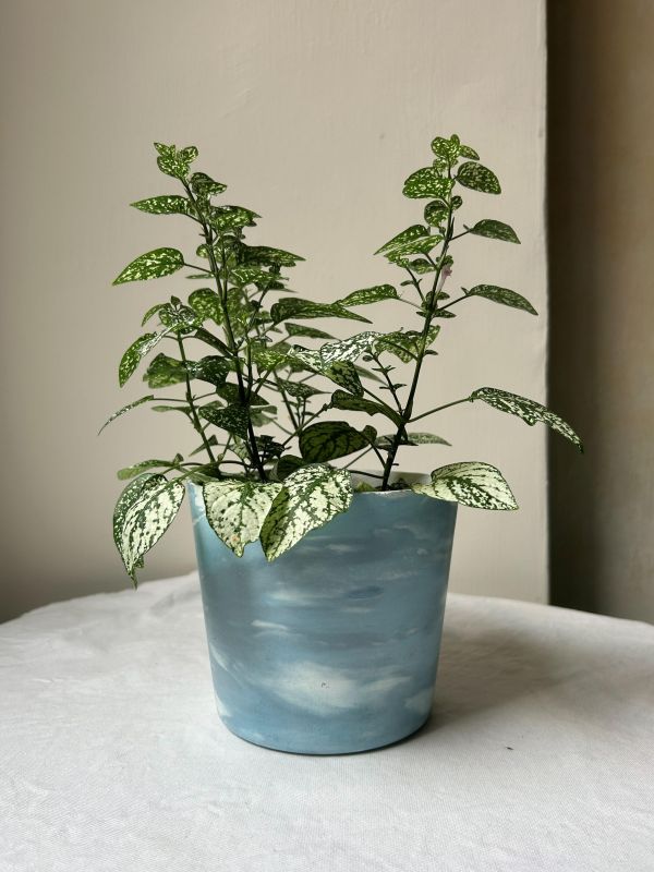 梯形圓 (5吋) 手作,水泥,盆器,植栽,多肉,植物,觀葉,塊根,蕨類,盆栽,居家裝飾