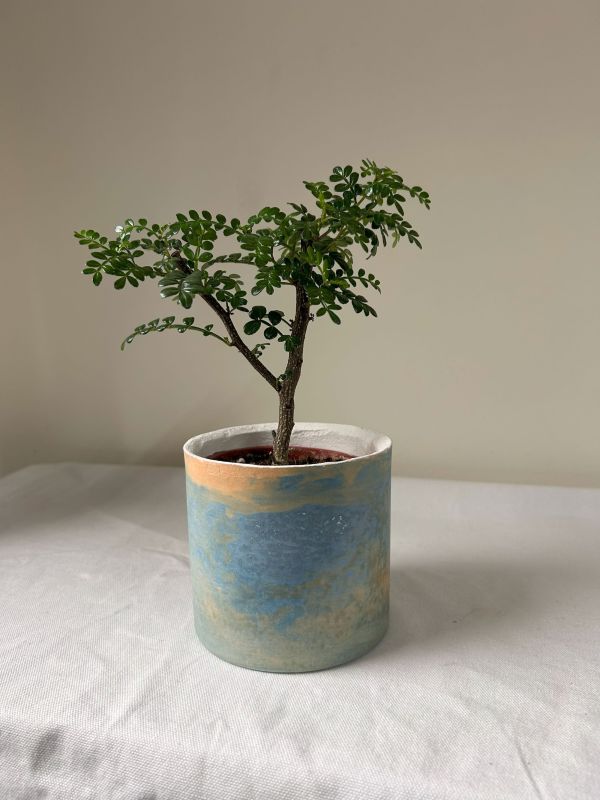 圓形B 手作,水泥,盆器,植栽,多肉,植物,觀葉,塊根,蕨類,盆栽,居家裝飾
