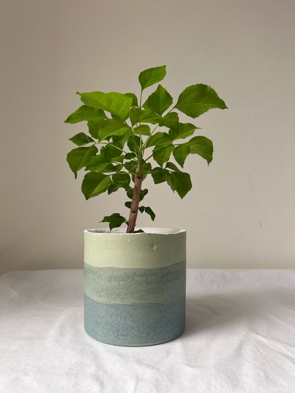 圓形B 手作,水泥,盆器,植栽,多肉,植物,觀葉,塊根,蕨類,盆栽,居家裝飾