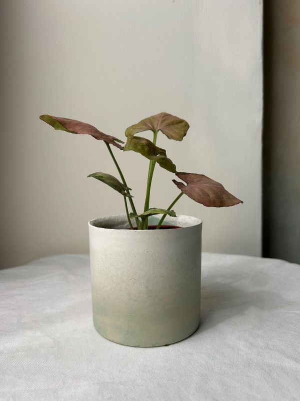 圓形B 手作,水泥,盆器,植栽,多肉,植物,觀葉,塊根,蕨類,盆栽,居家裝飾