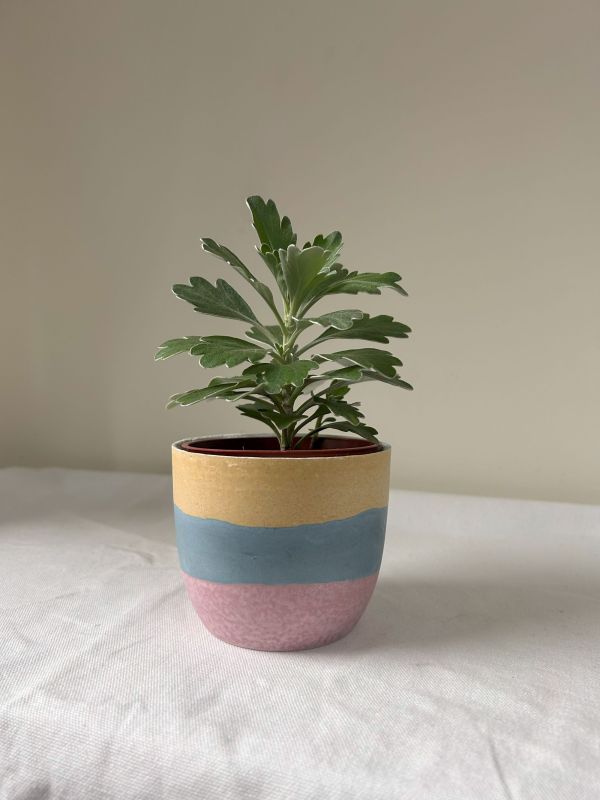 梯形圓 (3吋) 手作,水泥,盆器,植栽,多肉,植物,觀葉,塊根,蕨類,盆栽,居家裝飾