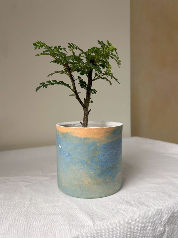 圓形B 手作,水泥,盆器,植栽,多肉,植物,觀葉,塊根,蕨類,盆栽,居家裝飾