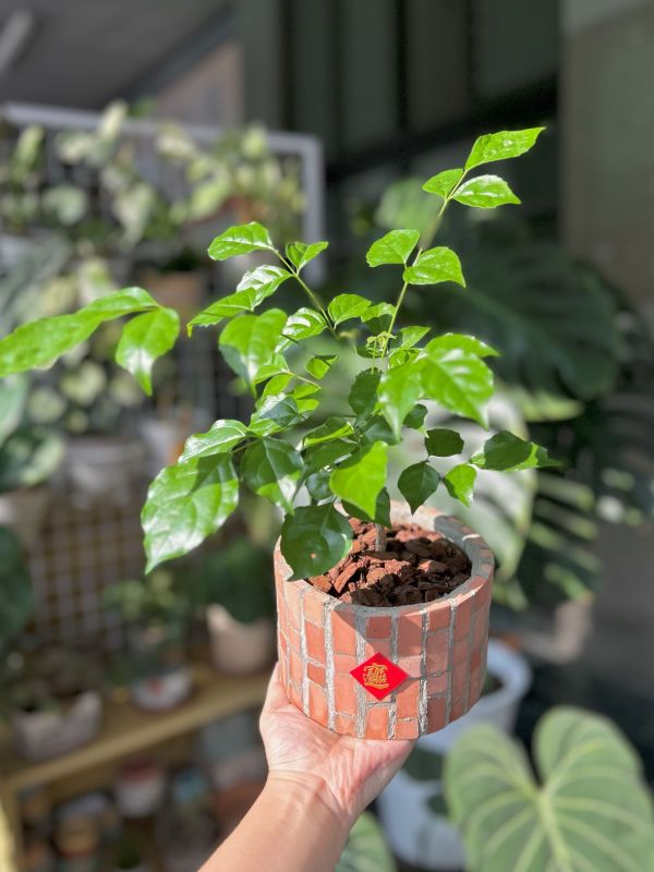 復古紅磚盆器 圓形B 大 復古,紅磚,水泥,水泥盆器,盆器,手作,植物,植栽,園藝