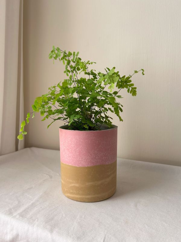 圓形D 手作,水泥,盆器,植栽,多肉,植物,觀葉,塊根,蕨類,盆栽,居家裝飾
