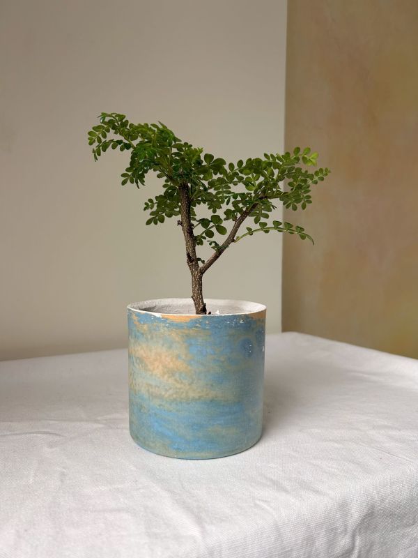 圓形B 手作,水泥,盆器,植栽,多肉,植物,觀葉,塊根,蕨類,盆栽,居家裝飾