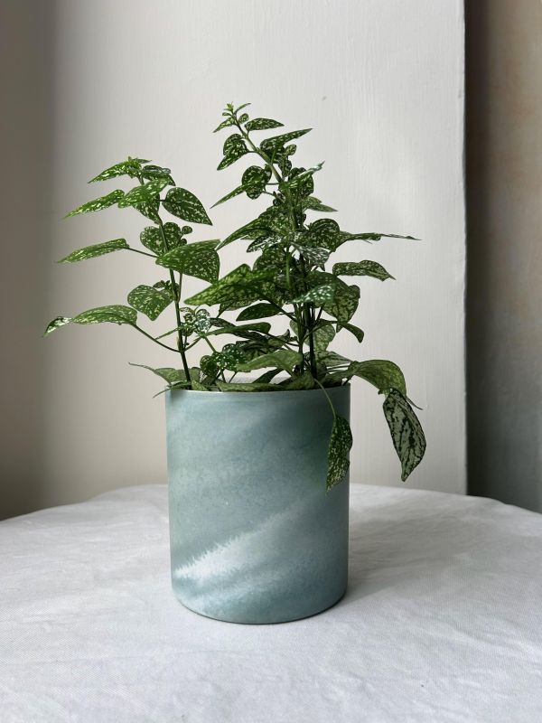 圓形D 手作,水泥,盆器,植栽,多肉,植物,觀葉,塊根,蕨類,盆栽,居家裝飾